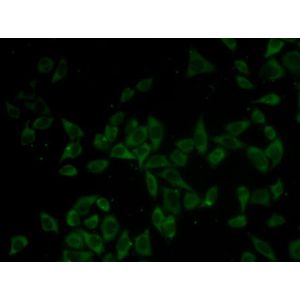 Anti-DNM1 antibody