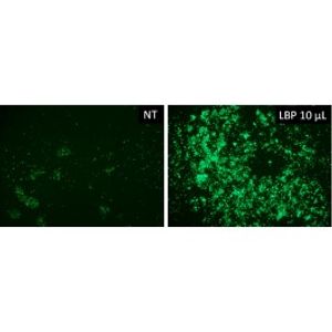 LentiBlast Premium Transduction Enhancer