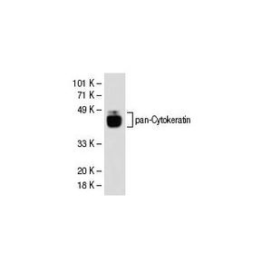 pan-Cytokeratin (C11) Alexa Fluor® 680