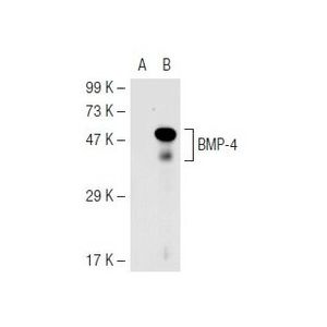 BMP-4 (3H2.3) Alexa Fluor® 647