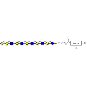 Galili antigen undecaose with customizable dual functionalization
