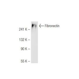 Fibronectin (P1H11) PE
