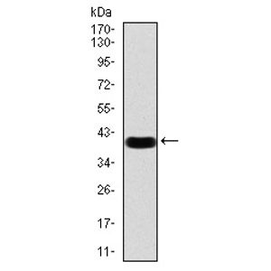 Calcium Assay Kit (Colorimetric)(AB102505)