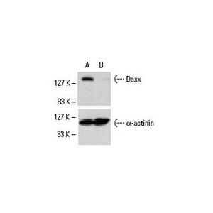 Daxx siRNA (h)