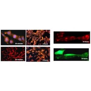 FluoMag -for Transfection Assay