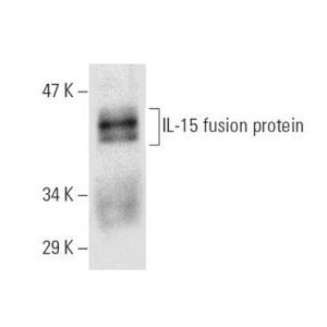 IL-15 (E-4) Alexa Fluor® 546