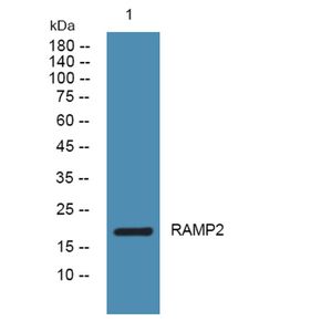 Anti-RAMP2 antibody