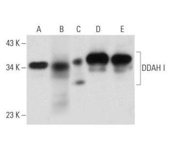 DDAH I D 6 AC Science Company Labroots