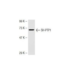 SH-PTP1 (D-11) Alexa Fluor® 647