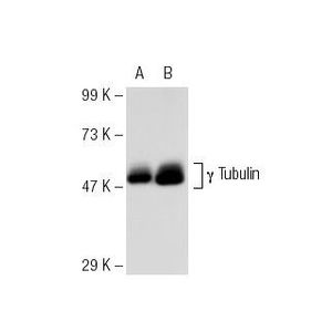 γ Tubulin (D-10) Alexa Fluor® 405