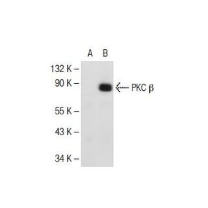 PKC βII (F-7) Alexa Fluor® 647