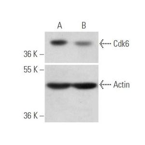 Cdk6 siRNA (h)