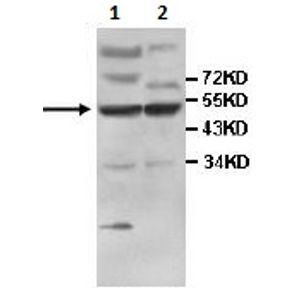 Trypsin Activity Assay Kit (Colorimetric)(AB102531)