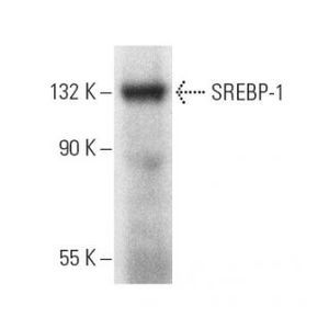 SREBP-1 (E-4) Alexa Fluor® 546