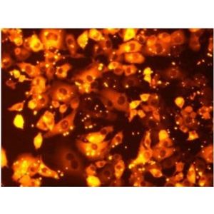 R-Phycoerythrin -for Transfection Assay