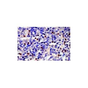 Cdk9 (D-7) Alexa Fluor® 790