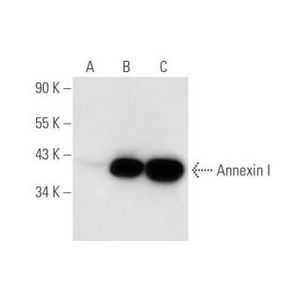 Annexin I (EH17a) Alexa Fluor® 790