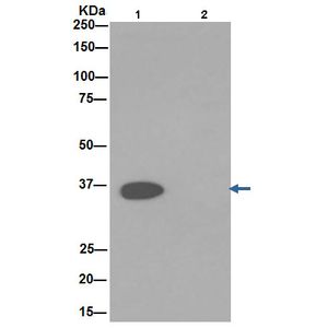 Anti-GAPDH antibody [EPR16891] - Loading Control