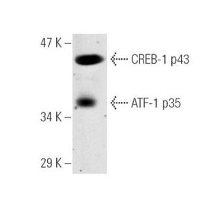 ATF-1 (25C10G) Alexa Fluor® 488