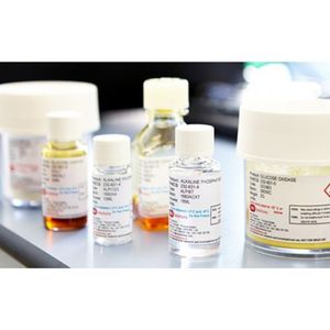 LDHP2-Lactate dehydrogenase