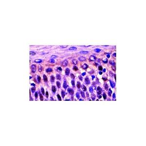 C23 (D-6) Alexa Fluor® 594