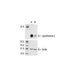 cytochrome c-s siRNA (m)