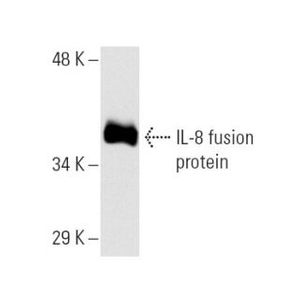IL-8 (B-2) Alexa Fluor® 546