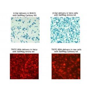 SelfMag Kit -Protein Transfection Reagent
