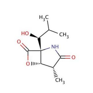 clasto-Lactacystin β-Lactone