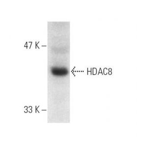 HDAC8 (E-5) Alexa Fluor® 647