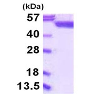 Goat Anti-Rabbit IgG H&L (Alexa Fluor® 647)(AB150079)
