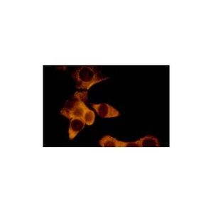 PKR (B-10) Alexa Fluor® 546