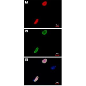 NADP/NADPH Assay Kit(AB65349)