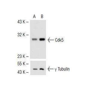 Cdk5 shRNA Plasmid (h)