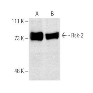 Rsk-2 (E-1) Alexa Fluor® 546