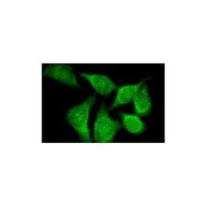 Akt1 (B-1) Alexa Fluor® 594