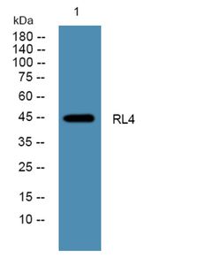 Anti-RL4 antibody | Science Company | Labroots