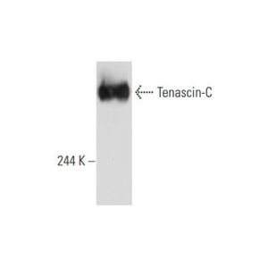 Tenascin-C (300-3)