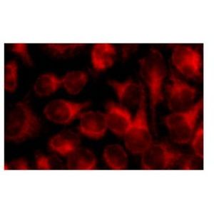 TRAF6 (D-10) Alexa Fluor® 488