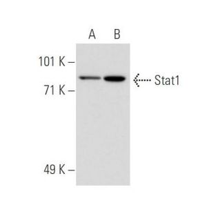 Stat1 (C-136) Alexa Fluor® 680