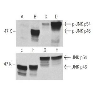 p-JNK (G-7) Alexa Fluor® 594
