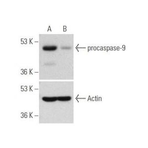 caspase-9 siRNA (h)