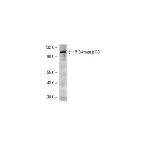PI 3-kinase p110 (D-4) FITC