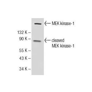 MEK kinase-1 (1-9C-2A) Alexa Fluor® 546