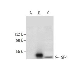 SF 1 A 1 Alexa Fluor 647 Science Company Labroots