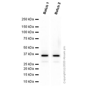 Anti-Olig2 antibody [EPR2673]