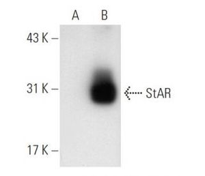 StAR (h): 293 Lysate | Science Company | Labroots
