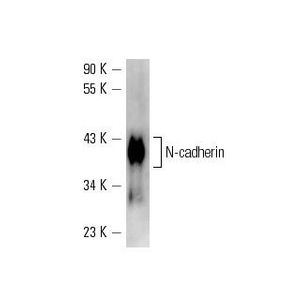 N-cadherin (D-4) Alexa Fluor® 546