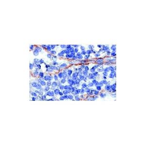 CD5 (UCH-T2) Alexa Fluor® 488