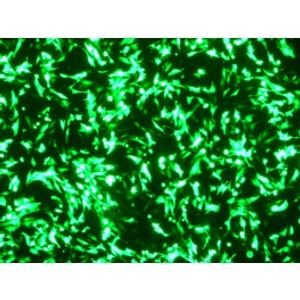 Helix-IN Transfection Reagent -DNA Transfection Reagent